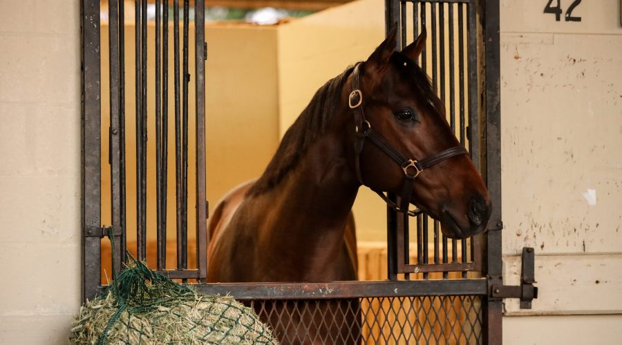 Ocala Horse Competition Day 1-3